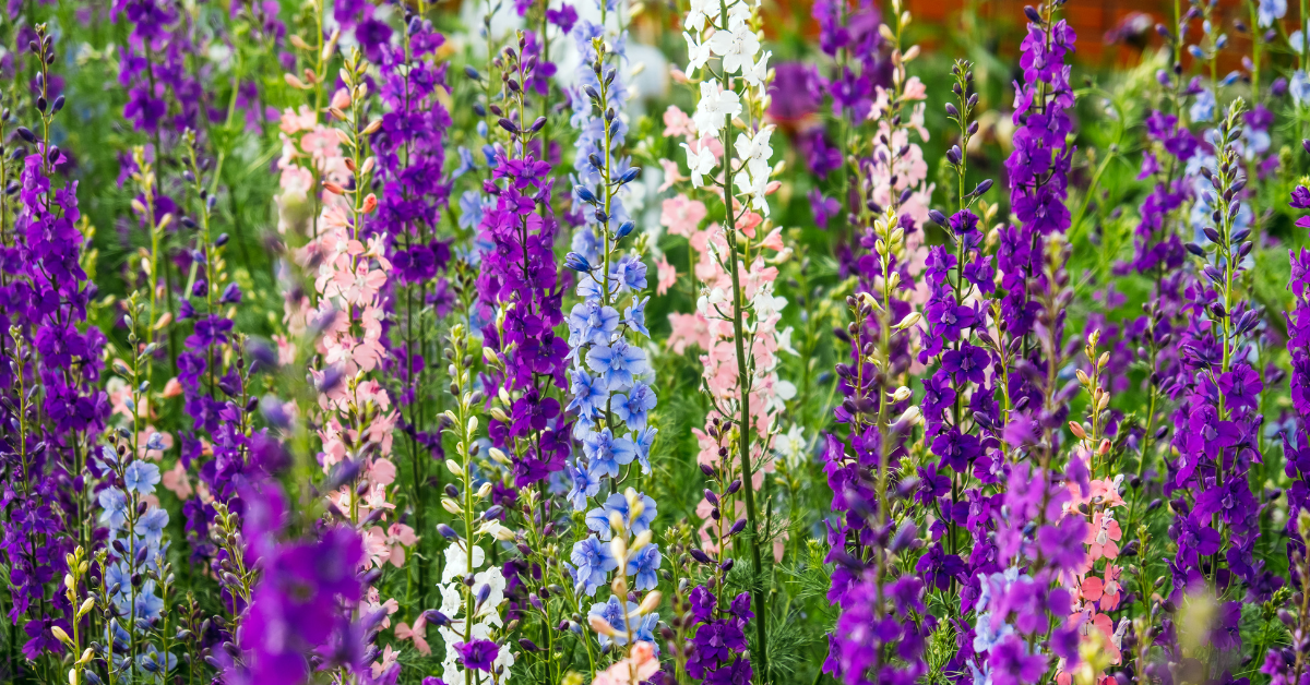 Spotlight on Larkspur and Water Lily – July’s Birth Flowers