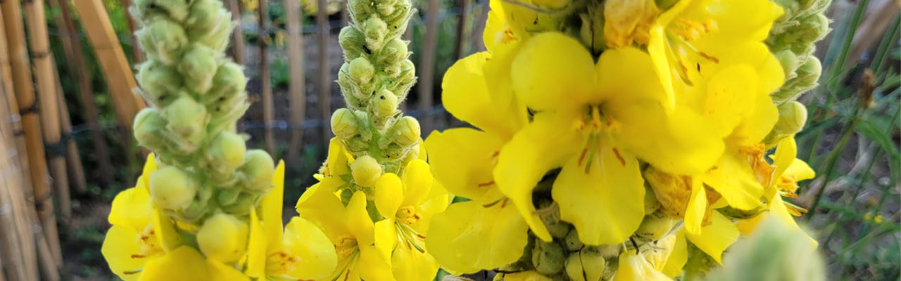 Breathe Easy, Live Naturally Simple: Discover Mullein Leaf Liquid Extract