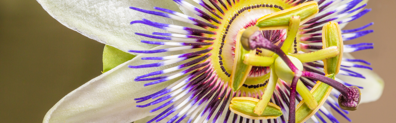 The Calming Power of Passion Flower: Nature’s Gentle Soother