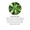 Wild Lettuce Extract-lifestyle-image-4