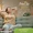 Lemongrass Essential Oil-lifestyle-image-6
