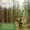 Pine Needle Essential Oil-lifestyle-image-7