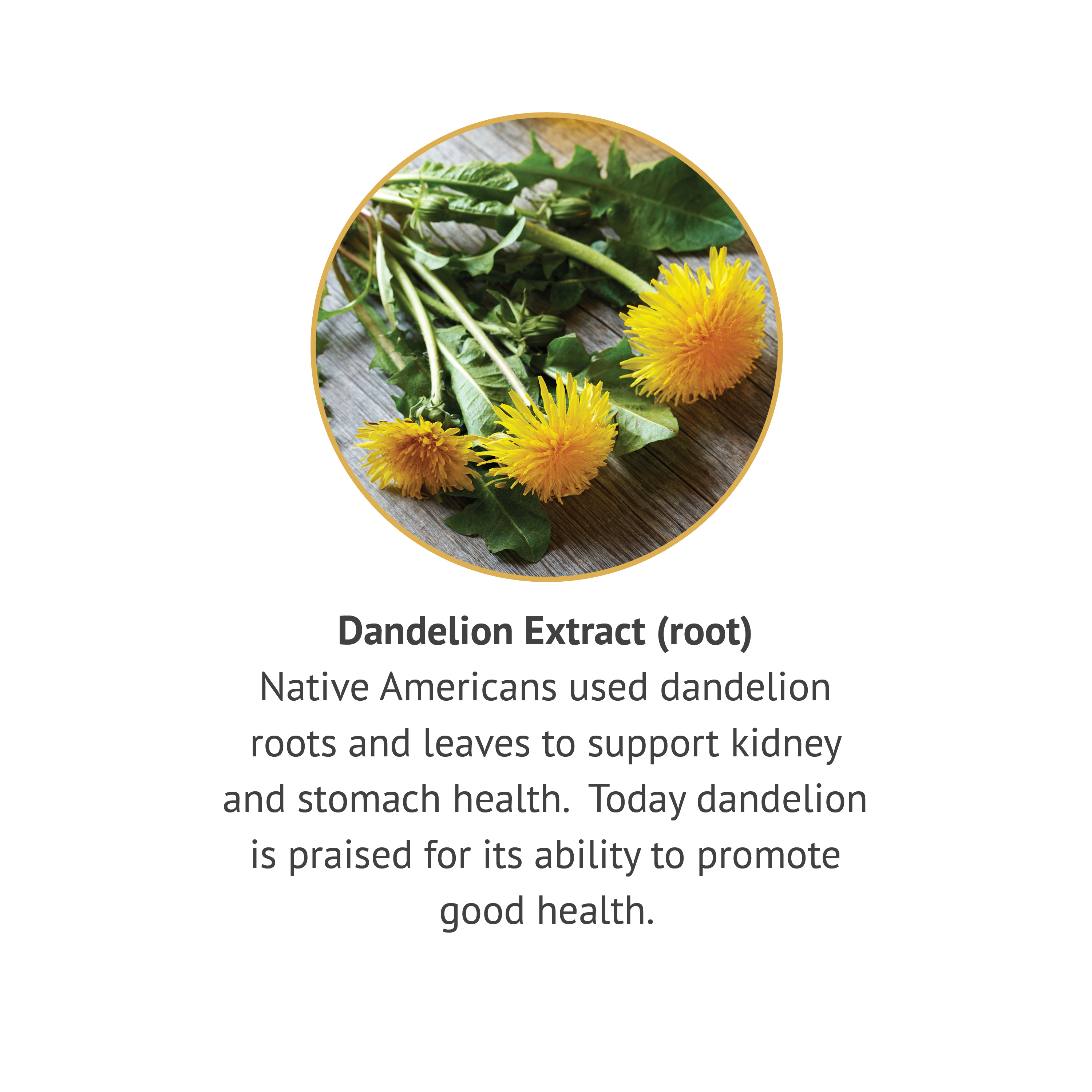 Buy Dandelion Root Liquid Extract - 1 oz - Botanic Choice