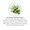 Saw Palmetto Berry Liquid Extract-lifestyle-image-5