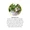 Eyebright Liquid Extract-lifestyle-image-5