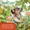 Apple Cider Vinegar Gummy-lifestyle-image-7