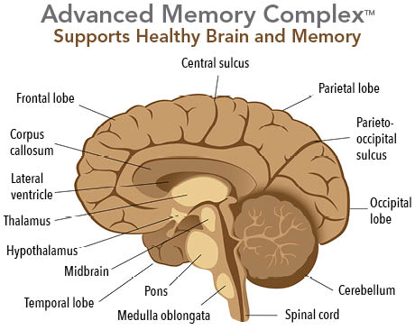advanced memory complex supports healthy brain and memory.