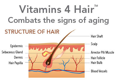 vitamins 4 hair combats the signs of aging, structure of hair includes many parts