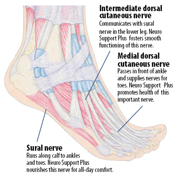 supports nerve comfort in feet